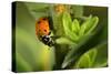 Lady Bug-Gordon Semmens-Stretched Canvas