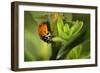 Lady Bug-Gordon Semmens-Framed Photographic Print