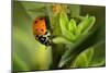 Lady Bug-Gordon Semmens-Mounted Photographic Print