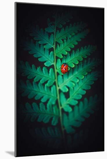 Lady Bug-Philippe Sainte-Laudy-Mounted Photographic Print