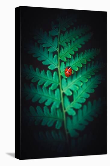 Lady Bug-Philippe Sainte-Laudy-Stretched Canvas