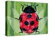 Lady Bug-Teofilo Olivieri-Stretched Canvas