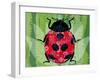 Lady Bug-Teofilo Olivieri-Framed Giclee Print