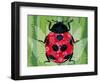 Lady Bug-Teofilo Olivieri-Framed Giclee Print