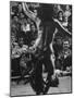 Lady Dancing a Tahitian Dance in Manhattan Night Club-Yale Joel-Mounted Photographic Print