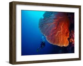 Lady Diver Exploring Tropical Bright Reef with Big Hard Coral on Foreground-Dudarev Mikhail-Framed Photographic Print