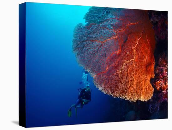 Lady Diver Exploring Tropical Bright Reef with Big Hard Coral on Foreground-Dudarev Mikhail-Stretched Canvas