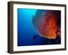 Lady Diver Exploring Tropical Bright Reef with Big Hard Coral on Foreground-Dudarev Mikhail-Framed Photographic Print