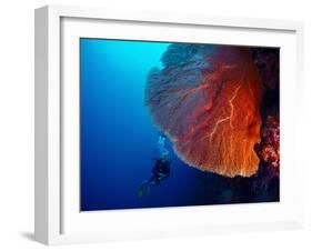 Lady Diver Exploring Tropical Bright Reef with Big Hard Coral on Foreground-Dudarev Mikhail-Framed Photographic Print