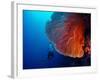 Lady Diver Exploring Tropical Bright Reef with Big Hard Coral on Foreground-Dudarev Mikhail-Framed Photographic Print