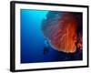 Lady Diver Exploring Tropical Bright Reef with Big Hard Coral on Foreground-Dudarev Mikhail-Framed Photographic Print