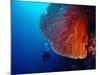 Lady Diver Exploring Tropical Bright Reef with Big Hard Coral on Foreground-Dudarev Mikhail-Mounted Photographic Print