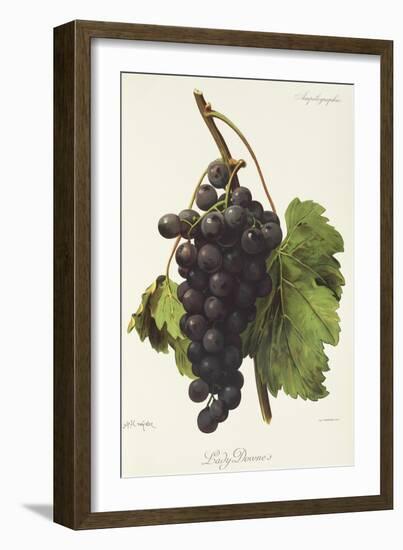 Lady Downe Grape-A. Kreyder-Framed Giclee Print