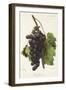 Lady Downe Grape-A. Kreyder-Framed Giclee Print