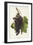 Lady Downe Grape-A. Kreyder-Framed Giclee Print