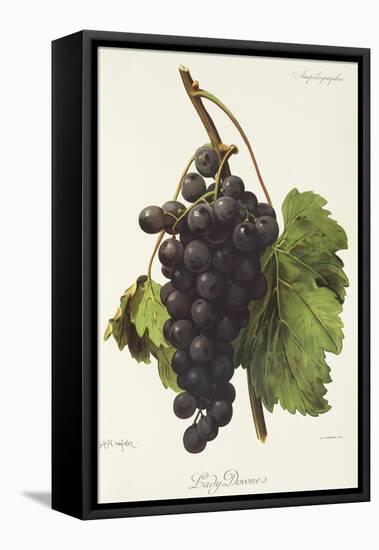 Lady Downe Grape-A. Kreyder-Framed Stretched Canvas