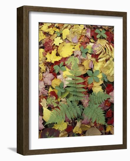 Lady Fern and Autumn Leaves, Great Smoky Mountains National Park, Tennessee, USA-Adam Jones-Framed Photographic Print