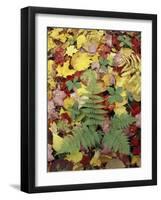 Lady Fern and Autumn Leaves, Great Smoky Mountains National Park, Tennessee, USA-Adam Jones-Framed Photographic Print