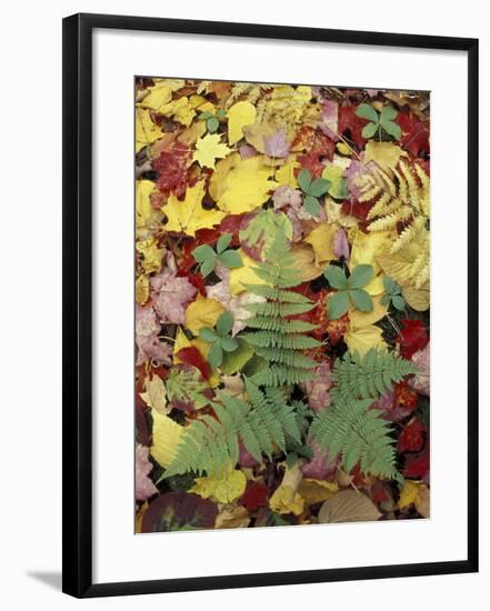 Lady Fern and Autumn Leaves, Great Smoky Mountains National Park, Tennessee, USA-Adam Jones-Framed Photographic Print