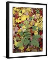 Lady Fern and Autumn Leaves, Great Smoky Mountains National Park, Tennessee, USA-Adam Jones-Framed Photographic Print