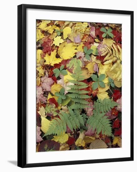 Lady Fern and Autumn Leaves, Great Smoky Mountains National Park, Tennessee, USA-Adam Jones-Framed Photographic Print