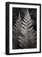 Lady Fern I-Alan Majchrowicz-Framed Art Print