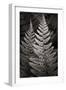 Lady Fern I-Alan Majchrowicz-Framed Art Print