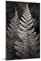 Lady Fern I-Alan Majchrowicz-Mounted Art Print