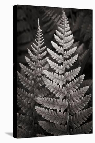 Lady Fern I-Alan Majchrowicz-Stretched Canvas