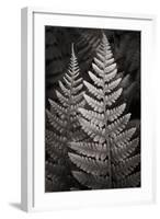 Lady Fern I-Alan Majchrowicz-Framed Art Print