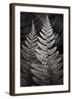 Lady Fern I-Alan Majchrowicz-Framed Art Print