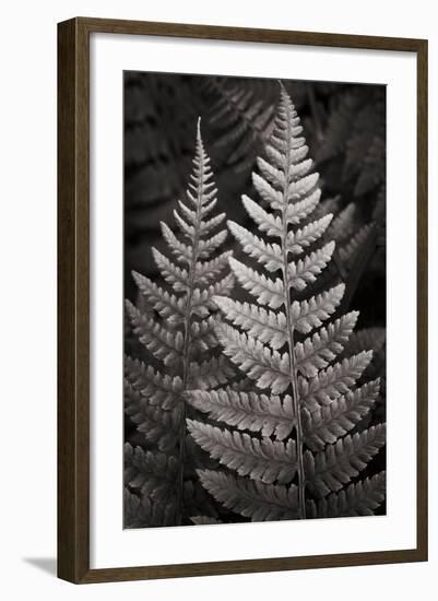 Lady Fern I-Alan Majchrowicz-Framed Art Print