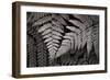 Lady Fern II-Alan Majchrowicz-Framed Premium Giclee Print