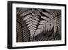 Lady Fern II-Alan Majchrowicz-Framed Premium Giclee Print