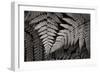 Lady Fern II-Alan Majchrowicz-Framed Premium Giclee Print