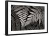 Lady Fern II-Alan Majchrowicz-Framed Art Print