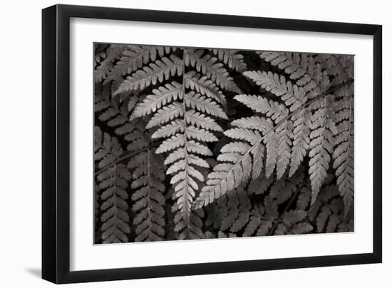 Lady Fern II-Alan Majchrowicz-Framed Art Print