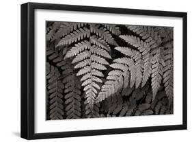 Lady Fern II-Alan Majchrowicz-Framed Art Print