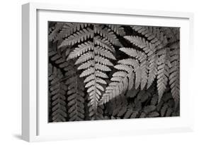 Lady Fern II-Alan Majchrowicz-Framed Art Print