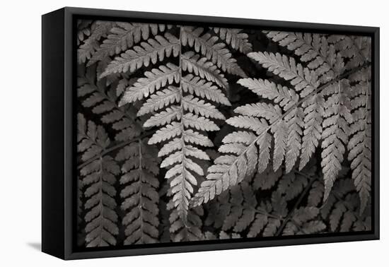 Lady Fern II-Alan Majchrowicz-Framed Stretched Canvas