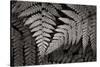 Lady Fern II-Alan Majchrowicz-Stretched Canvas