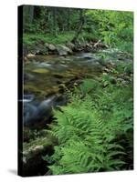 Lady Fern, Lyman Brook, The Nature Conservancy's Bunnell Tract, New Hampshire, USA-Jerry & Marcy Monkman-Stretched Canvas