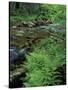 Lady Fern, Lyman Brook, The Nature Conservancy's Bunnell Tract, New Hampshire, USA-Jerry & Marcy Monkman-Stretched Canvas