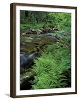 Lady Fern, Lyman Brook, The Nature Conservancy's Bunnell Tract, New Hampshire, USA-Jerry & Marcy Monkman-Framed Premium Photographic Print