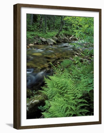 Lady Fern, Lyman Brook, The Nature Conservancy's Bunnell Tract, New Hampshire, USA-Jerry & Marcy Monkman-Framed Premium Photographic Print