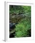 Lady Fern, Lyman Brook, The Nature Conservancy's Bunnell Tract, New Hampshire, USA-Jerry & Marcy Monkman-Framed Premium Photographic Print