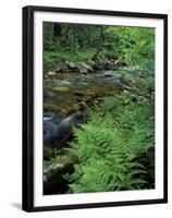 Lady Fern, Lyman Brook, The Nature Conservancy's Bunnell Tract, New Hampshire, USA-Jerry & Marcy Monkman-Framed Premium Photographic Print