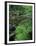 Lady Fern, Lyman Brook, The Nature Conservancy's Bunnell Tract, New Hampshire, USA-Jerry & Marcy Monkman-Framed Premium Photographic Print