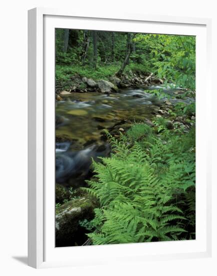 Lady Fern, Lyman Brook, The Nature Conservancy's Bunnell Tract, New Hampshire, USA-Jerry & Marcy Monkman-Framed Premium Photographic Print