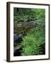 Lady Fern, Lyman Brook, The Nature Conservancy's Bunnell Tract, New Hampshire, USA-Jerry & Marcy Monkman-Framed Premium Photographic Print